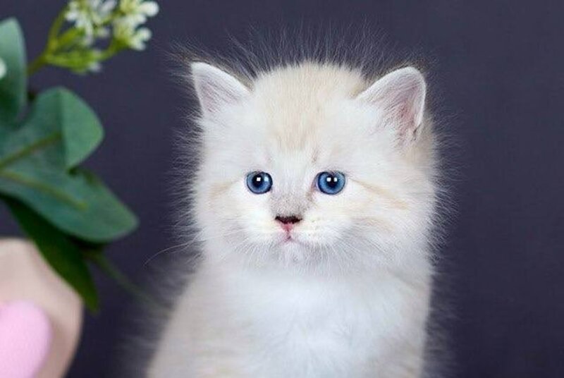 Don Juan Siberian male black silver with white tabby pointed live animals