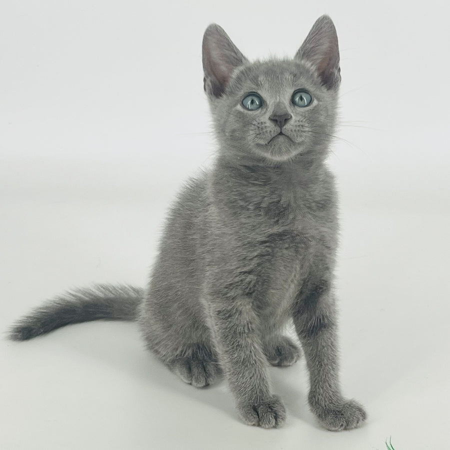 Aron Russian Blue male, blue