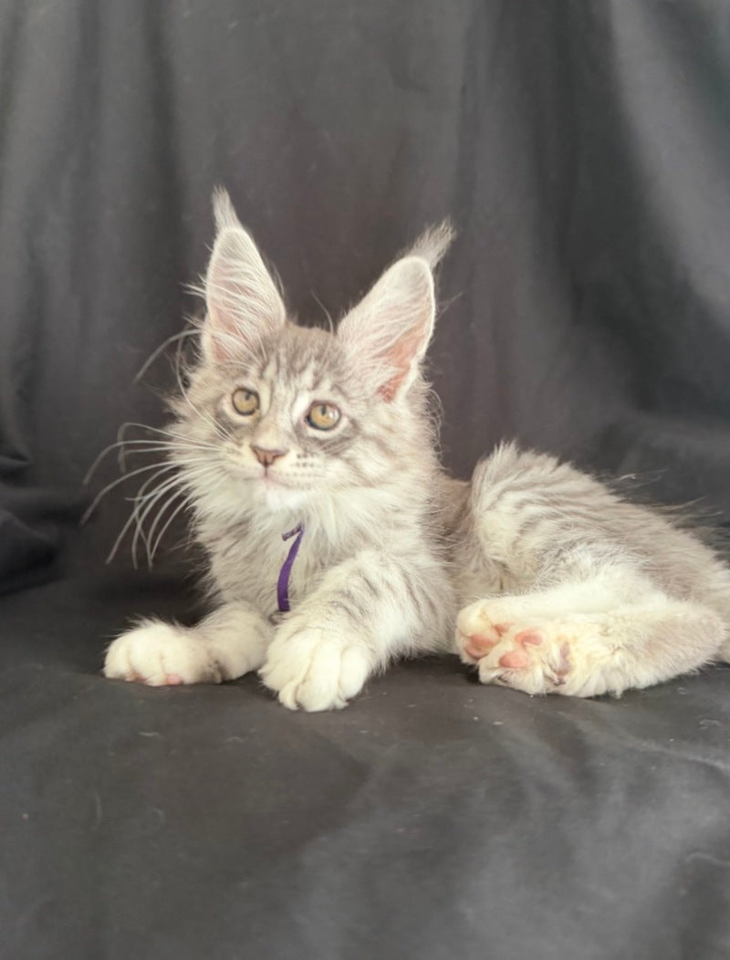 Zibo Maine Coon male, blue silver tabby with white