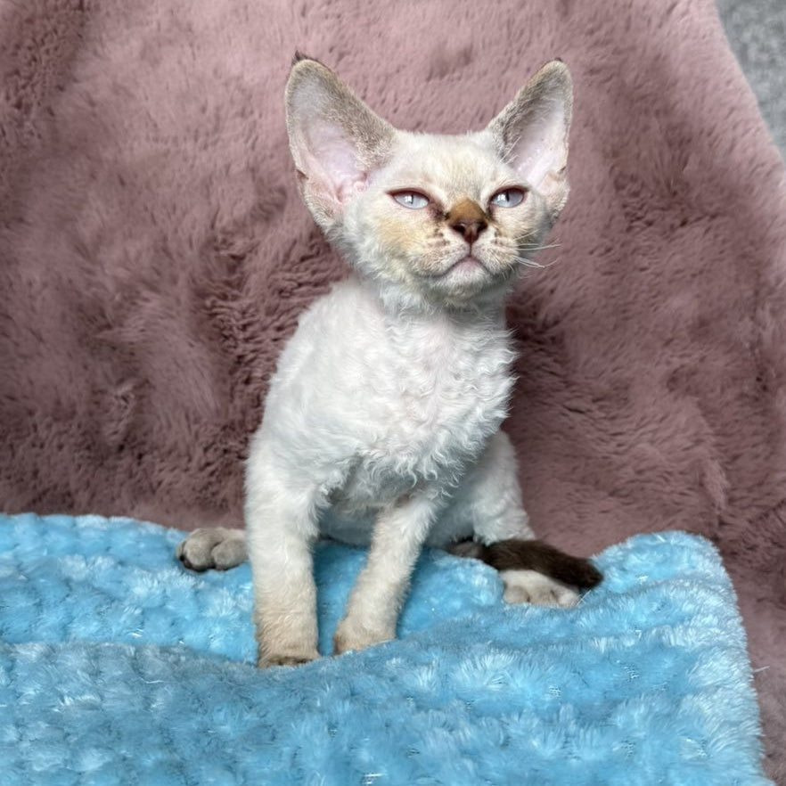 Xia Devon Rex female, seal lynx pointed