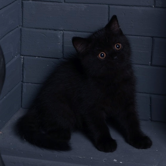 Armani British Shorthair male, black
