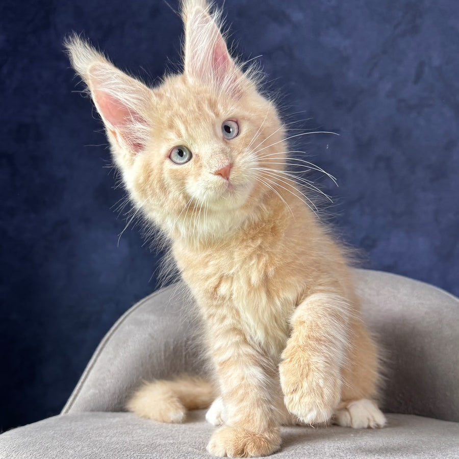 Romka Maine Coon male, cream tabby with white