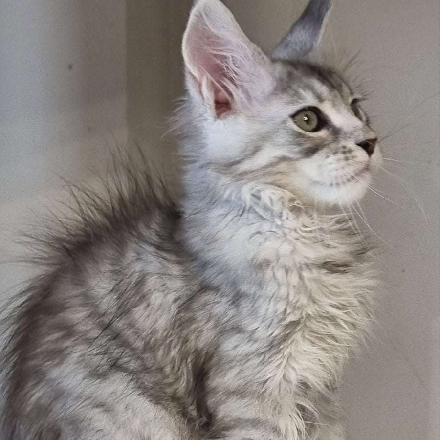 Eveta Maine Coon female, black silver tabby