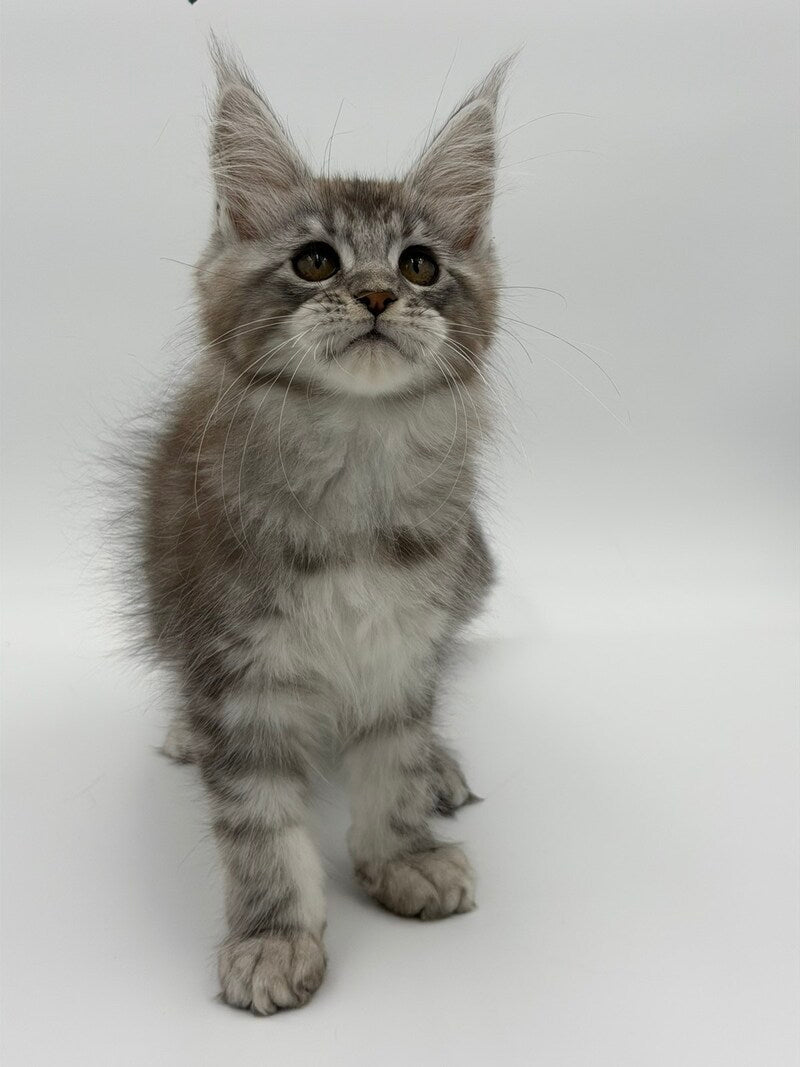 Kotello Maine Coon male black silver tabby - live animals
