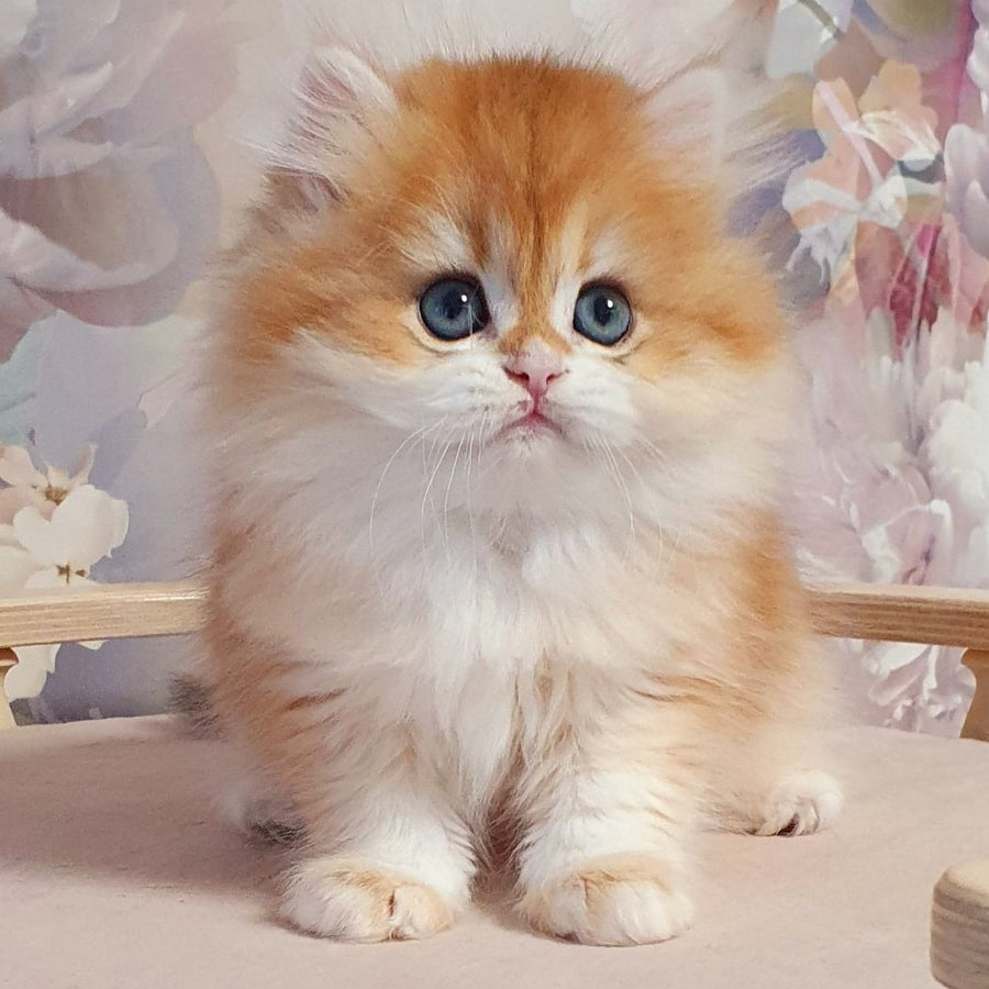 Dzhessi British Longhair female, black golden chinchilla