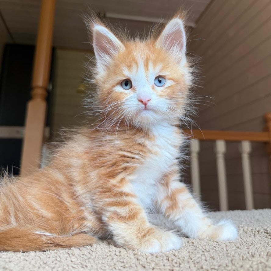 Aiden Maine Coon male, red tabby with white