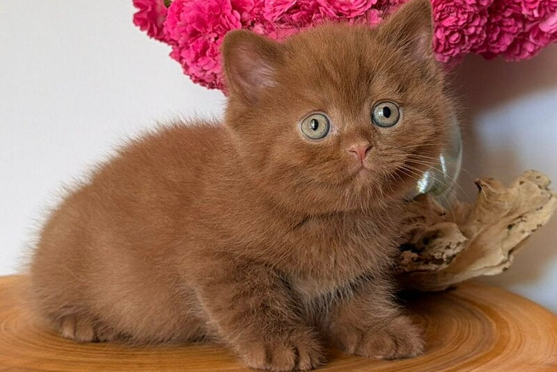 Fudge British Shorthair male, cinnamon