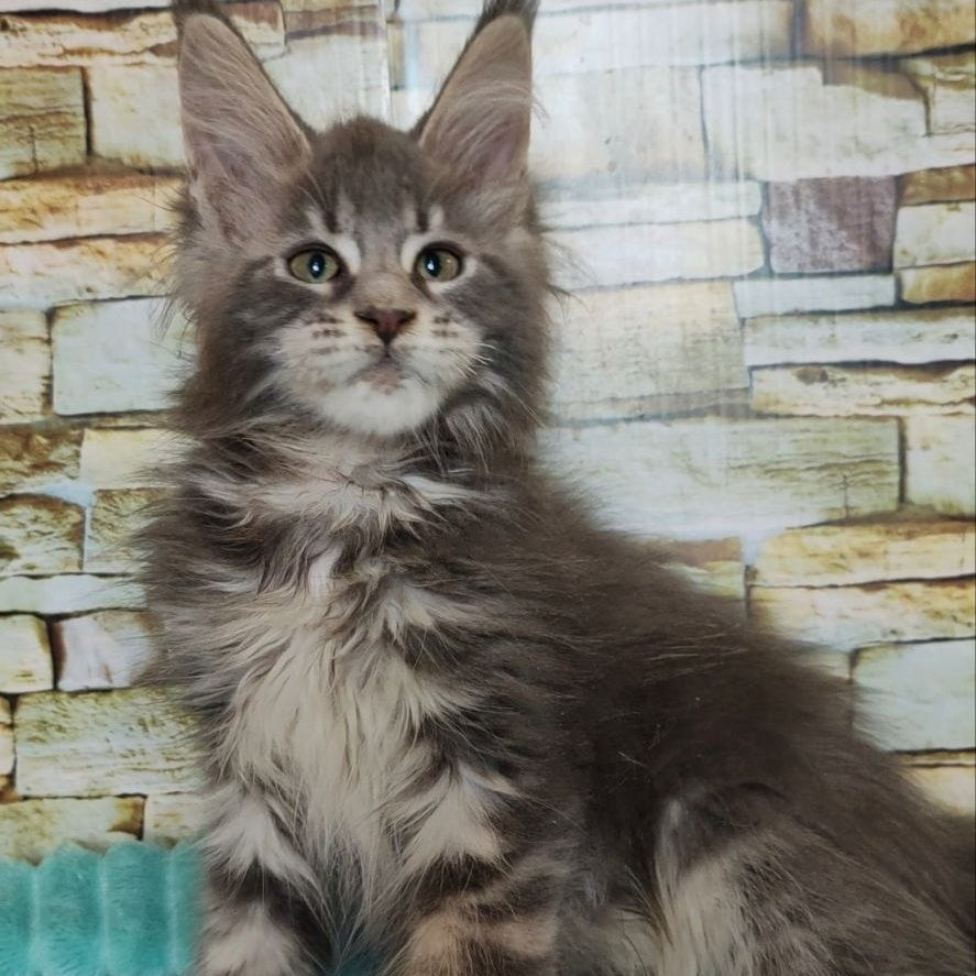 Xana Maine Coon polydactyl 6x6x6x6 female, blue tabby