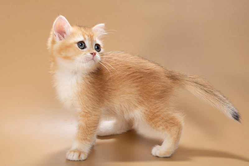 Enisey British Shorthair male, black golden shaded