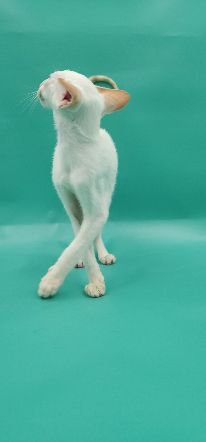 Pushan Siamese male, cream
