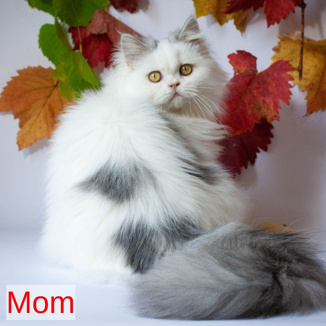 Elektra Selkirk Rex female, lilac harlequin