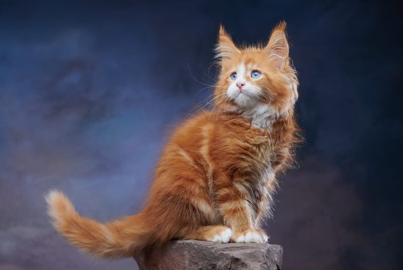 Dexter Maine Coon male, red tabby bicolour