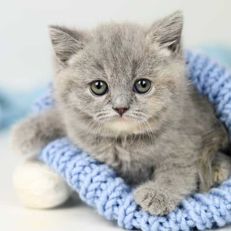 Perseya British Shorthair female, blue tortie