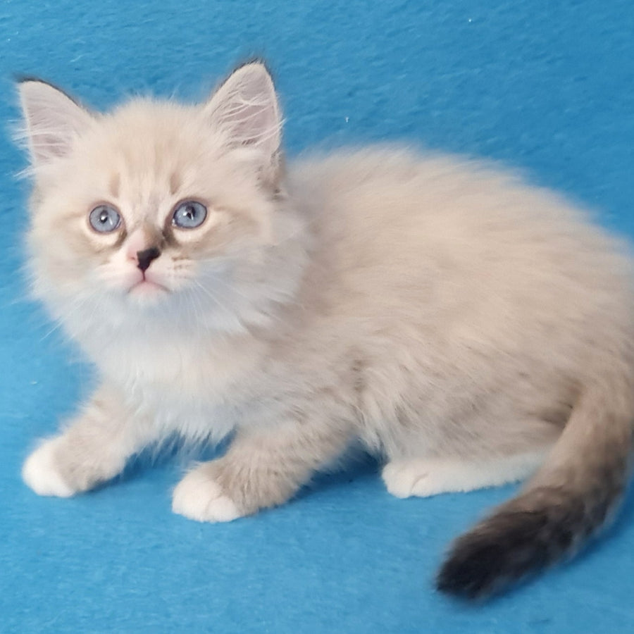 Benji Siberian male, black tabby pointed