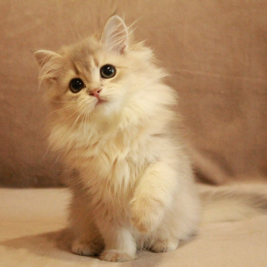 Olivia British Longhair female, blue golden shaded