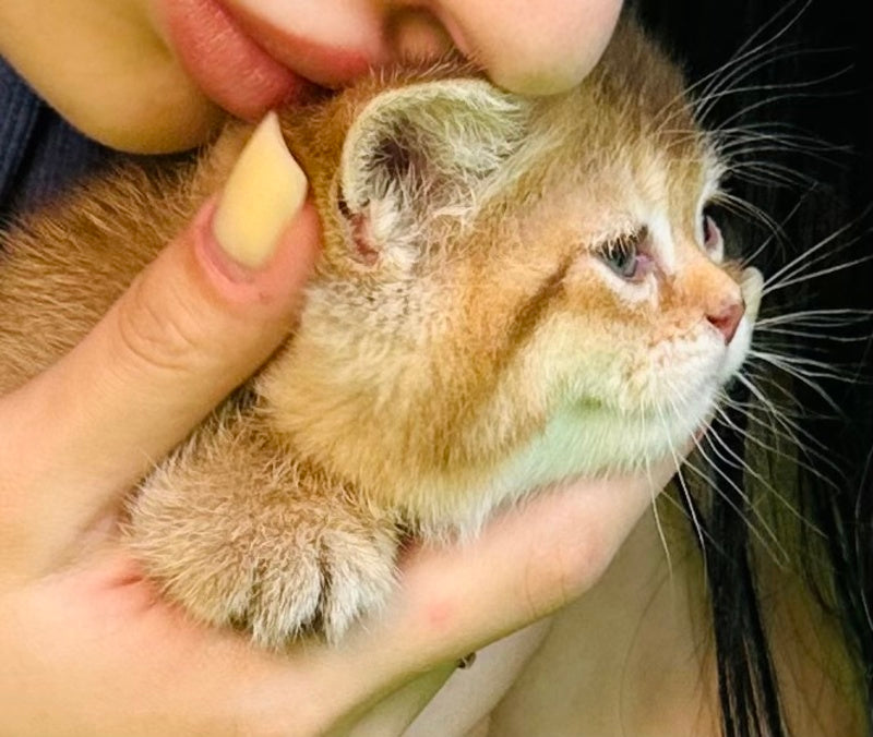 Emelia British Shorthair female, chocolate golden ticked tabby