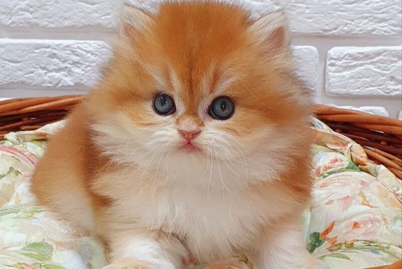 Vasen'ka British Longhair male, black golden chinchilla