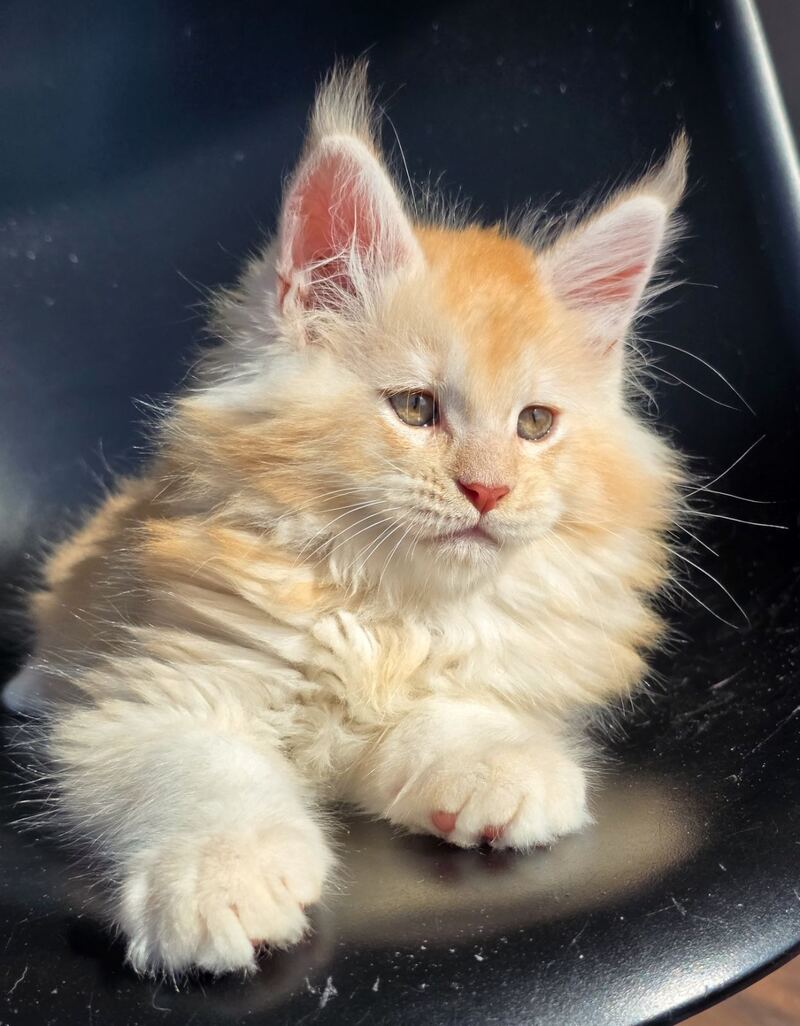 Kvest Maine Coon male red silver ticked tabby - live animals