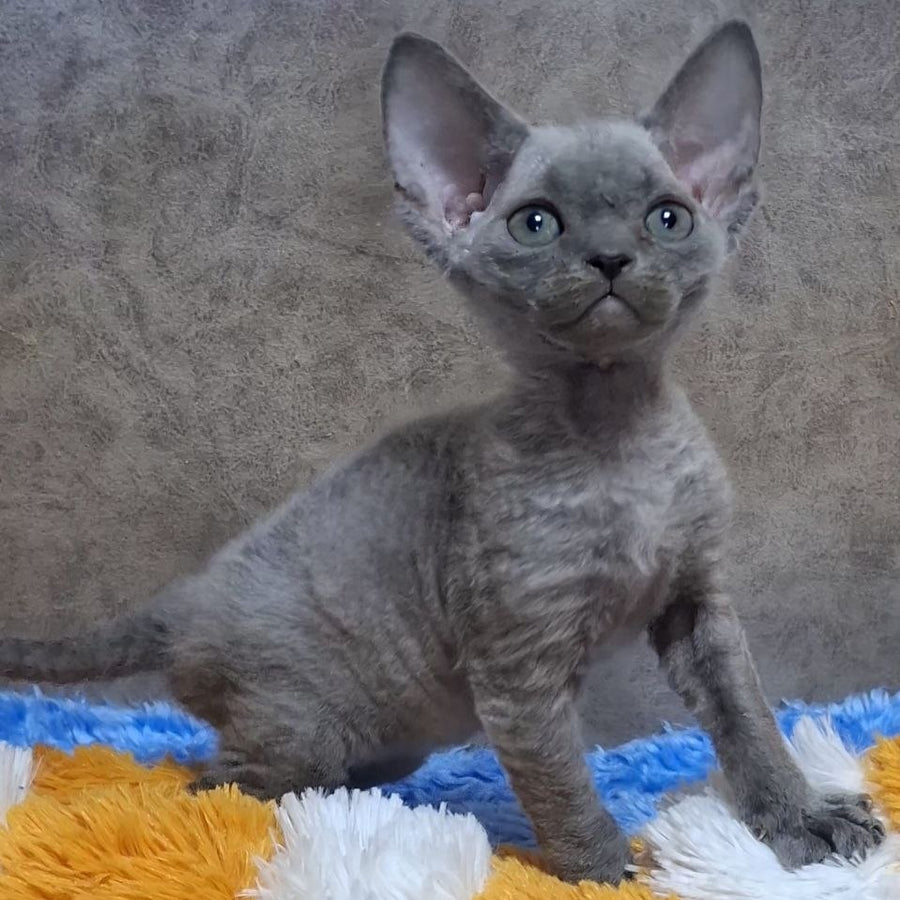 Felix Devon Rex male, blue