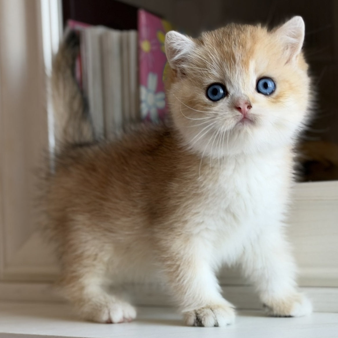Nick British Shorthair male, black golden chinchilla