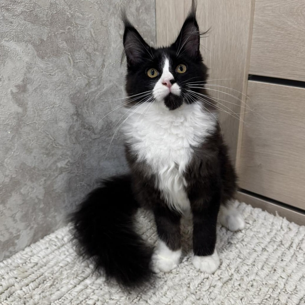 Sandra Maine Coon female, black silver bicolour