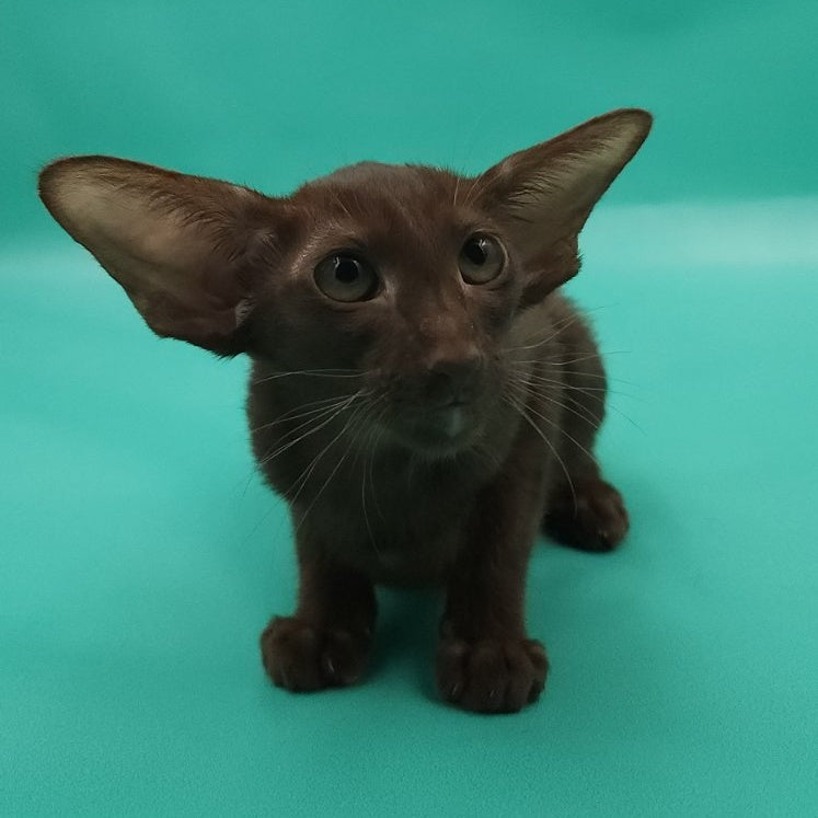 Rafaella Oriental Shorthair female, chocolate
