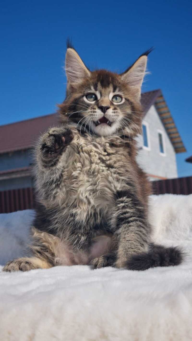 Leopold Maine Coon male black ticked tabby - live animals