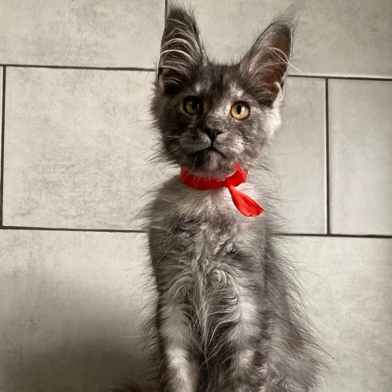 Udmurtia Maine Coon female, black silver with white