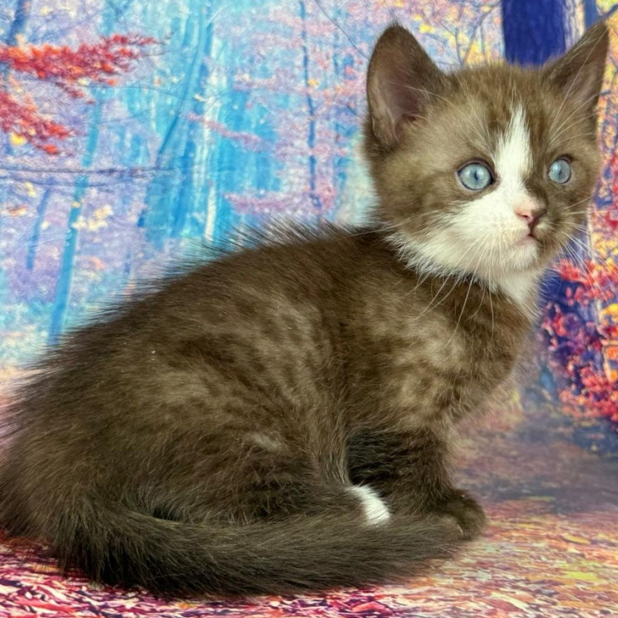 Gary Munchkin male, chocolate bicolour