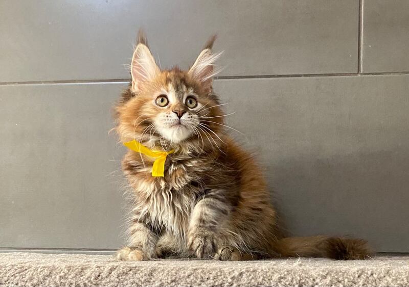 Western star Maine Coon female, black tortie tabby