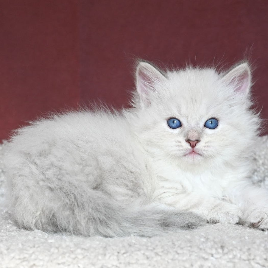 Lazurit Siberian male, black tabby pointed