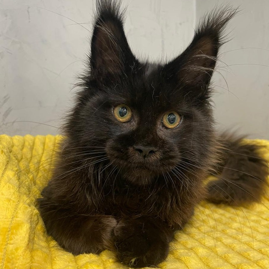 Potap Maine Coon male, black