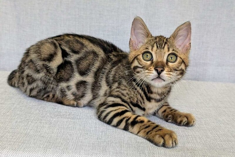 Zipsy Bengal female black spotted tabby - live animals