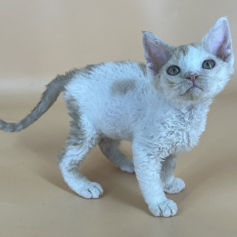 Alex Devon Rex male, red harlequin