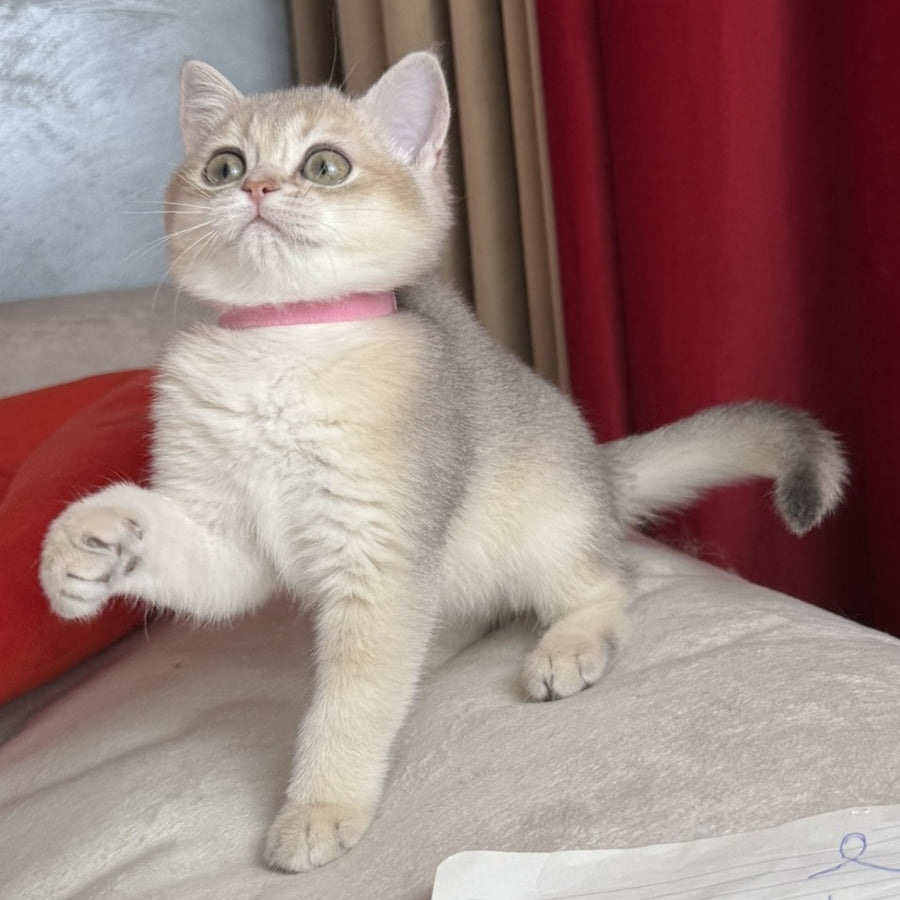 Elpati Scottish Straight female, blue golden shaded