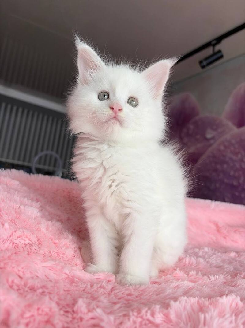White Angel Maine Coon male white - live animals