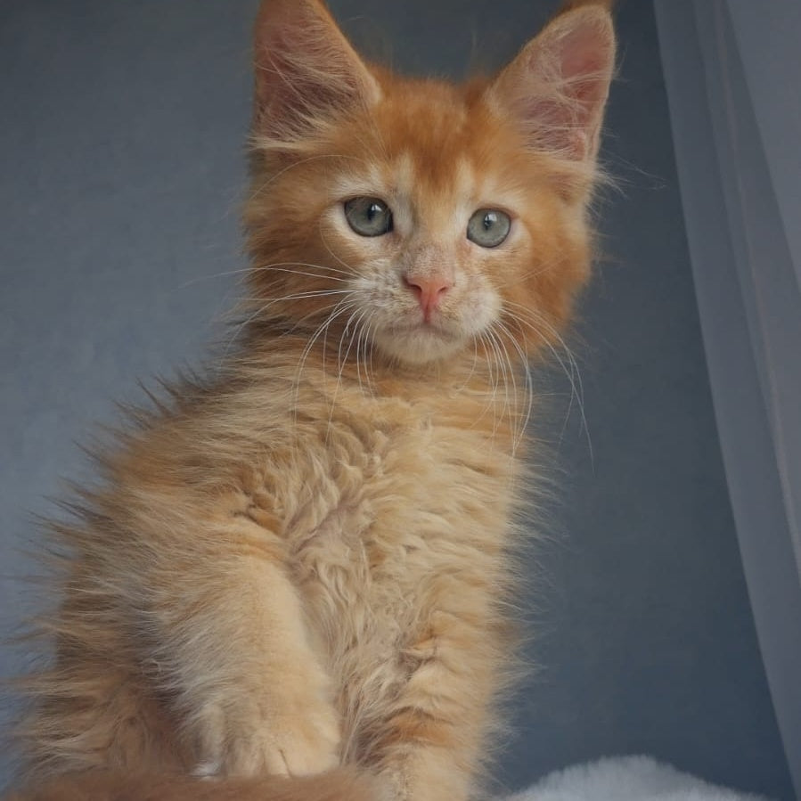 Princ Maine Coon male, red