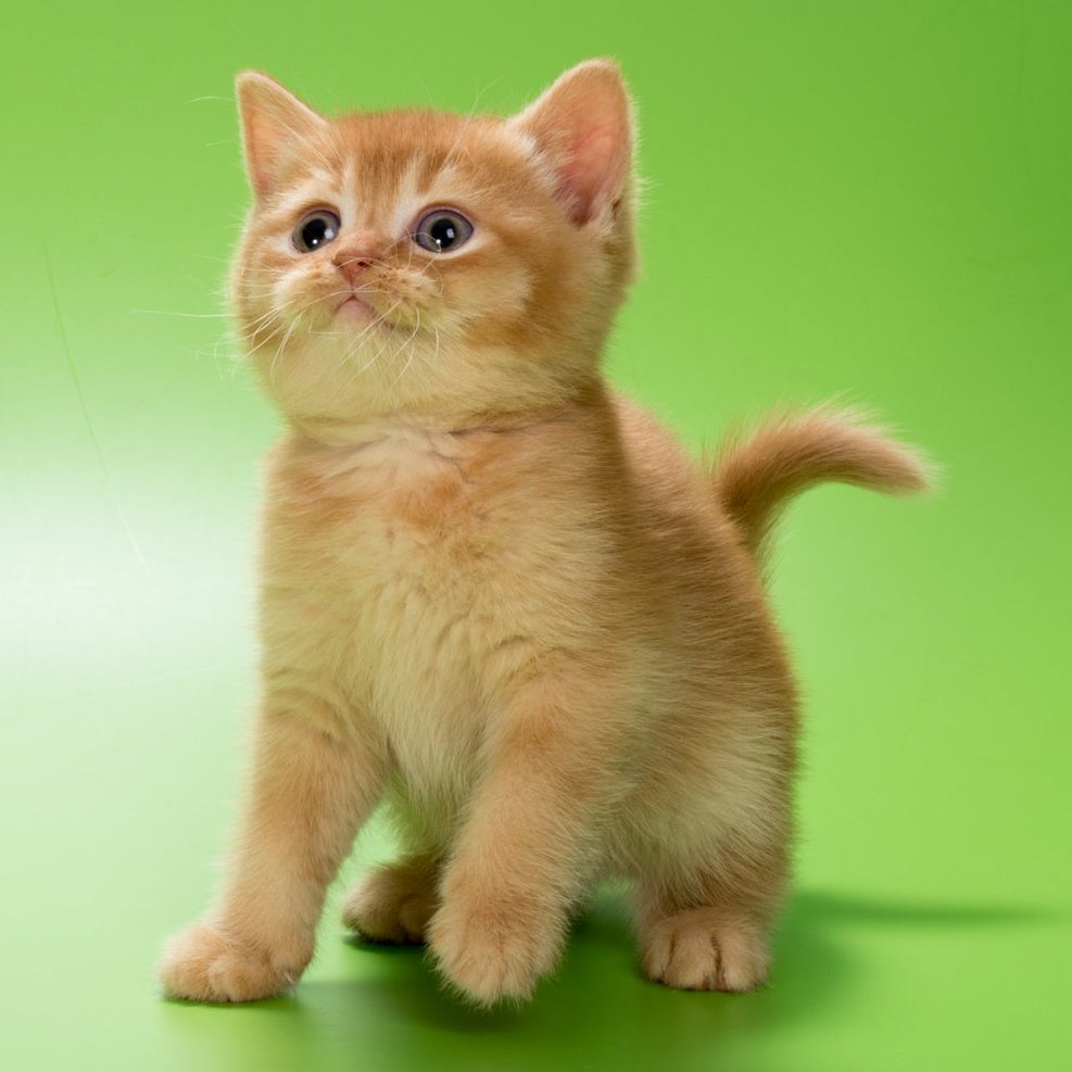 Maestro British Shorthair male, red