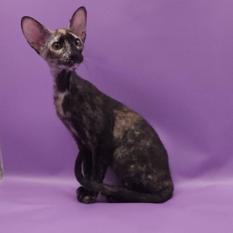 Queen of Spades Oriental Shorthair female, black tortie