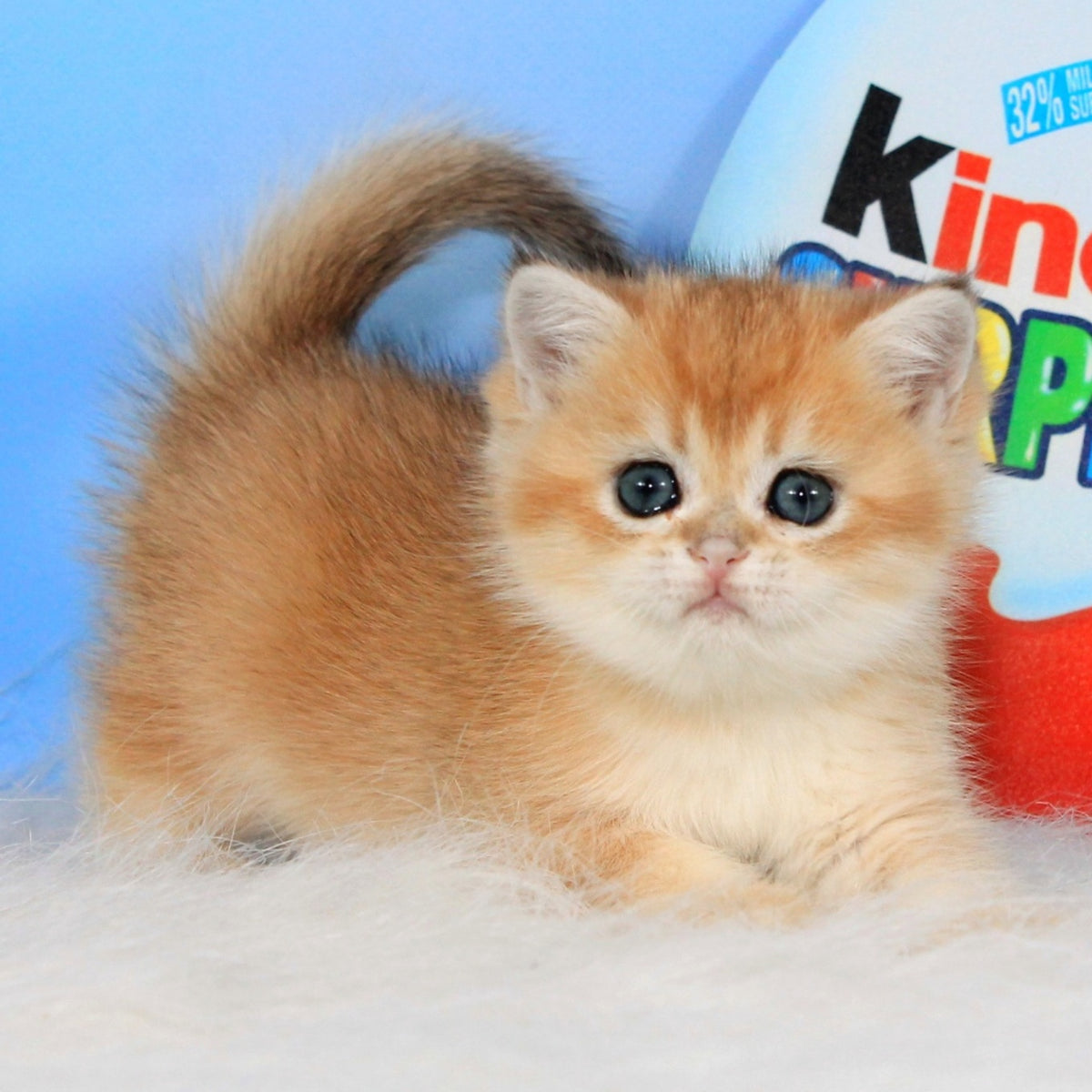 Ustina British Shorthair female, black golden shaded