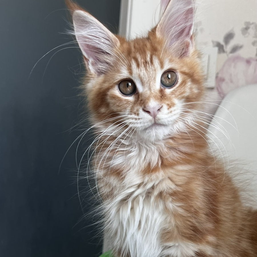Sparky Maine Coon male, red tabby