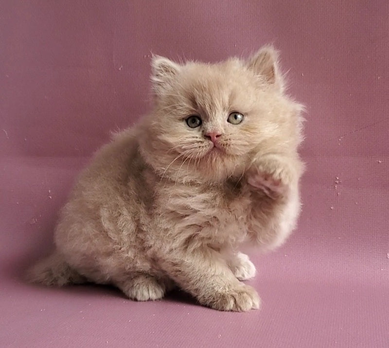Teo British Longhair male fawn - live animals
