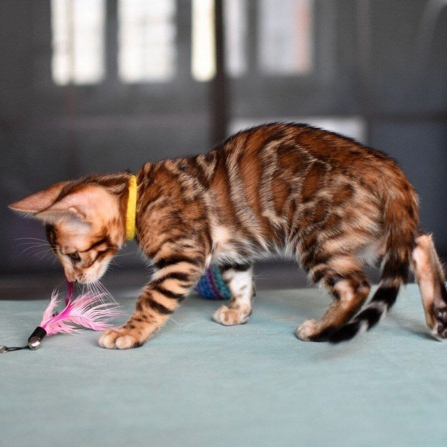 Mario Bengal male, black spotted tabby