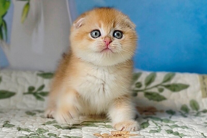 Felix Scottish Fold male, black golden chinchilla