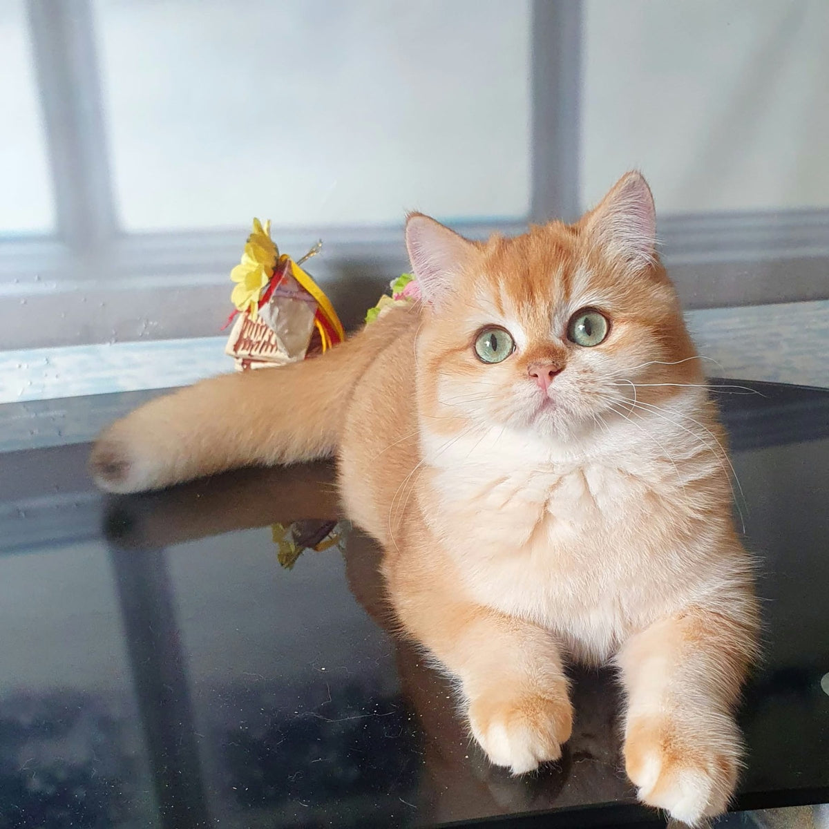 Lyuska British Shorthair female, black golden chinchilla