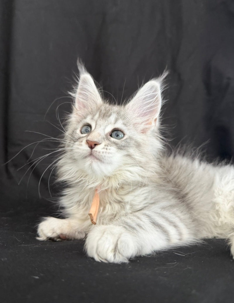 Zarqa Maine Coon female, blue silver tabby