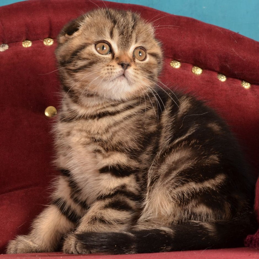Infant Munchkin male, black tabby