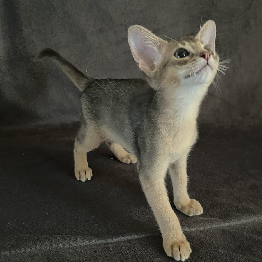 Fibi Abyssinian female, blue