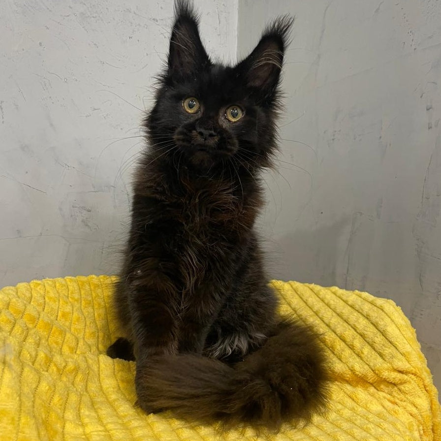 Potap Maine Coon male, black