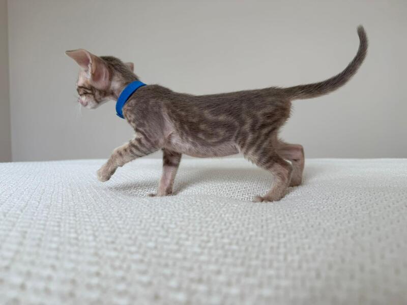Atlas Oriental Shorthair male lilac tabby - live animals